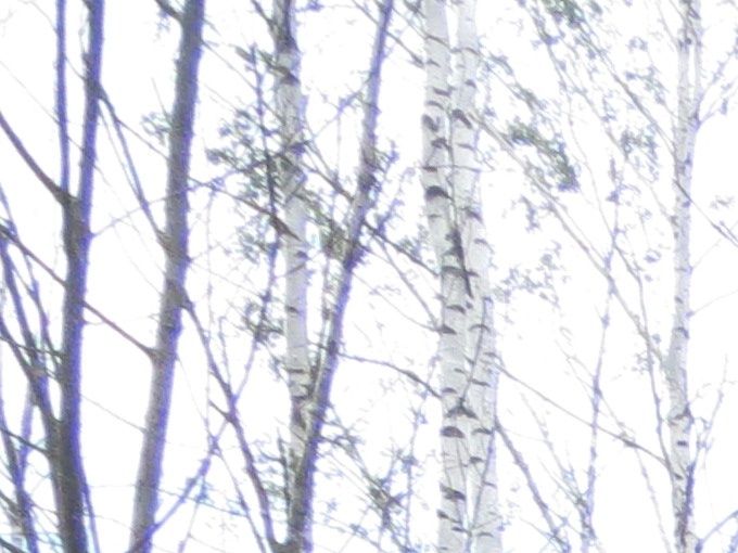 
Evidemment, ce genre d'espace boisé n'est pas idéal pour le camping. Heureusement, la forêt est en général moins hostile et les paysans sont accueillants; quand on les trouve. 
La campagne est étrangement vide et les villes de la périphérie trop calmes. La population des trois pays baltes qui n'a jamais été très importante a fortement chuté à partir des années 90 en raison de l'émigration et du taux de fécondité peu élevé. Ainsi, la population totale de la Lettonie a chuté de 23% entre 1991 et 2011 pour atteindre deux millions aujourd'hui.  