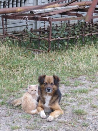 Deux amis au bord d'une route!