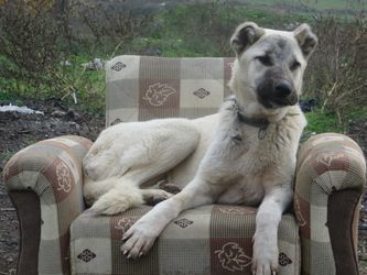 Un berger d'Anatolie