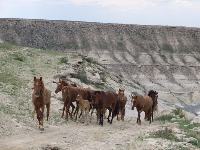  Les chevaux vivent ici en semi-liberté.