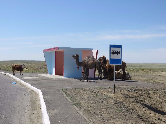 « Bonjour, Mme la Vache, vous attendez aussi le bus » demande Mr Chameau.
