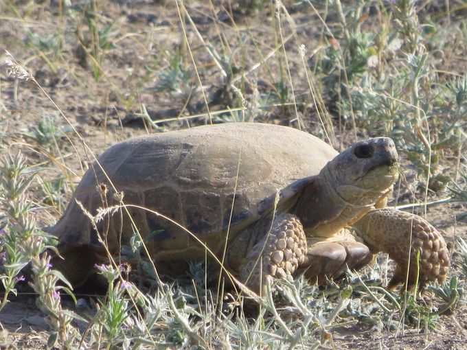 En quittant un camping sauvage, je croise plusieurs tortues, à l’aise dans cet univers de steppe. 