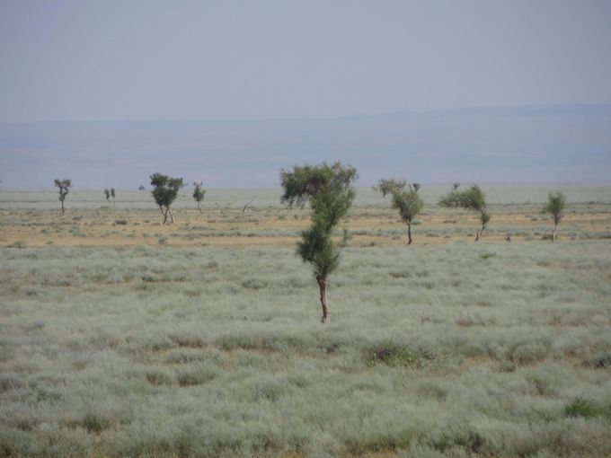 Des arbres, chose inhabituelle dans ces steppes plates et monotones. 